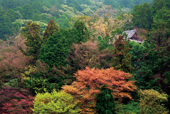 Early spring in Nanzen-ji Zen in Kyoto Each year I receive around - photo 7