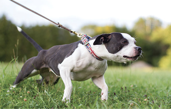 Lunging on the leash can be part of a dogs aggressive behavior The goal for - photo 3