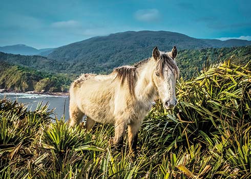 wild horse in Parque Nacional Chiloe the harbor at Ushuaia Cerro - photo 6