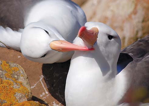 black-browed albatrosses at The Rookery on Saunders Island Falkland Islands - photo 10