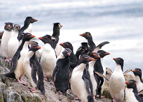 rockhopper penguins at Cape Bougainville East Falkland Parque Nacional - photo 12