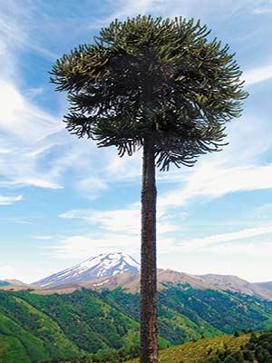 a solitary araucaria in front of Volcan Lonquimay guanaco crossing the river - photo 14