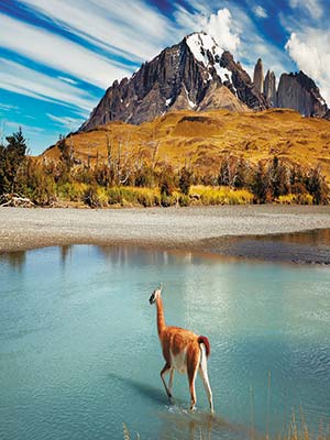 guanaco crossing the river Where to Go Patagonia is notoriously hard to - photo 15