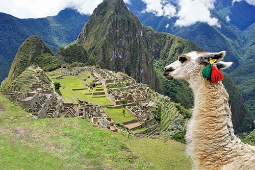 llama at Machu Picchu But perhaps the most impressive experience in Peru is - photo 11