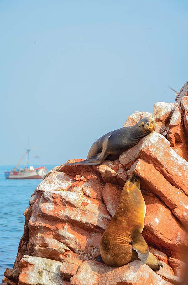 Wildlife Marvel at Perus rich biodiversity from giant otters and pink river - photo 20