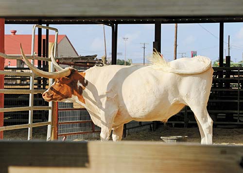 a longhorn at the Fort Worth Stockyards This spirit is evident in the Panhandle - photo 11