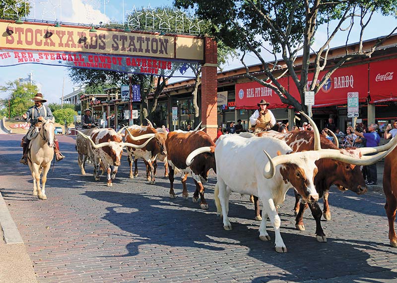 Cowboy Culture Hear the distinctive clip-clop of longhorn hooves on Fort - photo 19