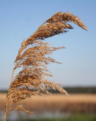 sea oats an alligator in Okefenokee Swamp In the enormous swath of America - photo 14