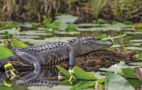 an alligator in Okefenokee Swamp In the enormous swath of America between the - photo 15