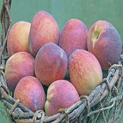 freshly picked Georgia peaches birds on an Outer Banks beach - photo 17