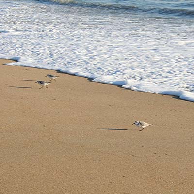 birds on an Outer Banks beach Driving the Blue Ridge Parkway With - photo 18