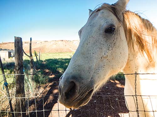 Navajo horse Lake Powell in Glen Canyon National Recreation Area Theres a - photo 10