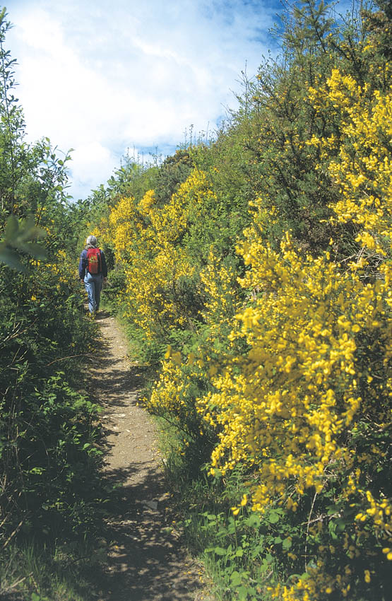 The hillside below Holgan Fort is covered in gorse Walk 31 INTRODUCTION The - photo 6