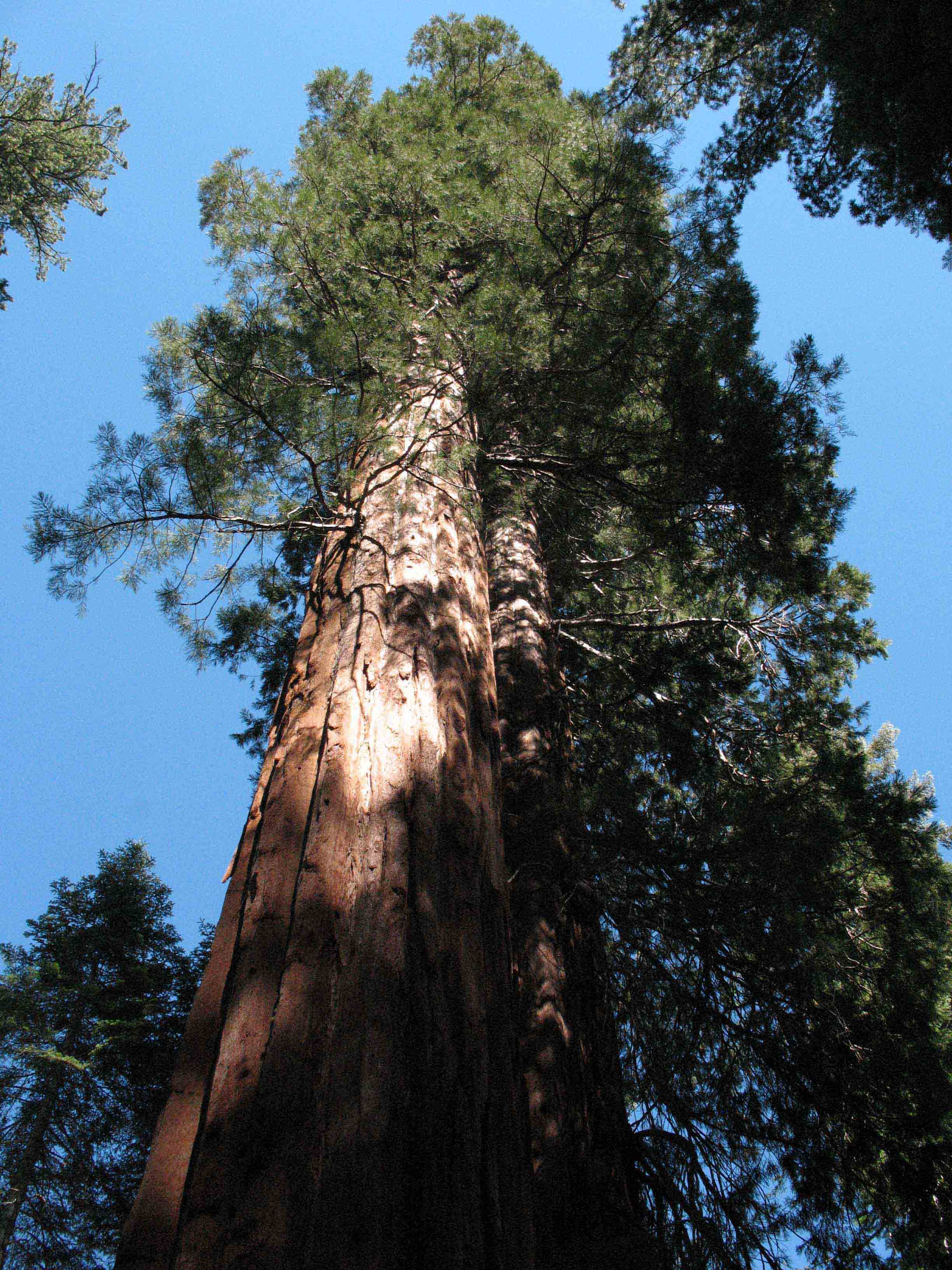 Giant sequoia in the INTRODUCTION Yosemite National Park is one of the - photo 5