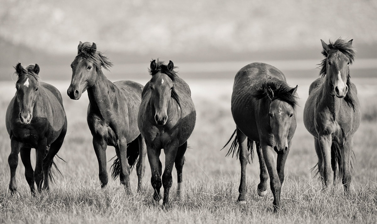 WILD MUSTANGS ADOBE VALLEY MONO COUNTY JOEL ST MARIE And yet he wanted - photo 5