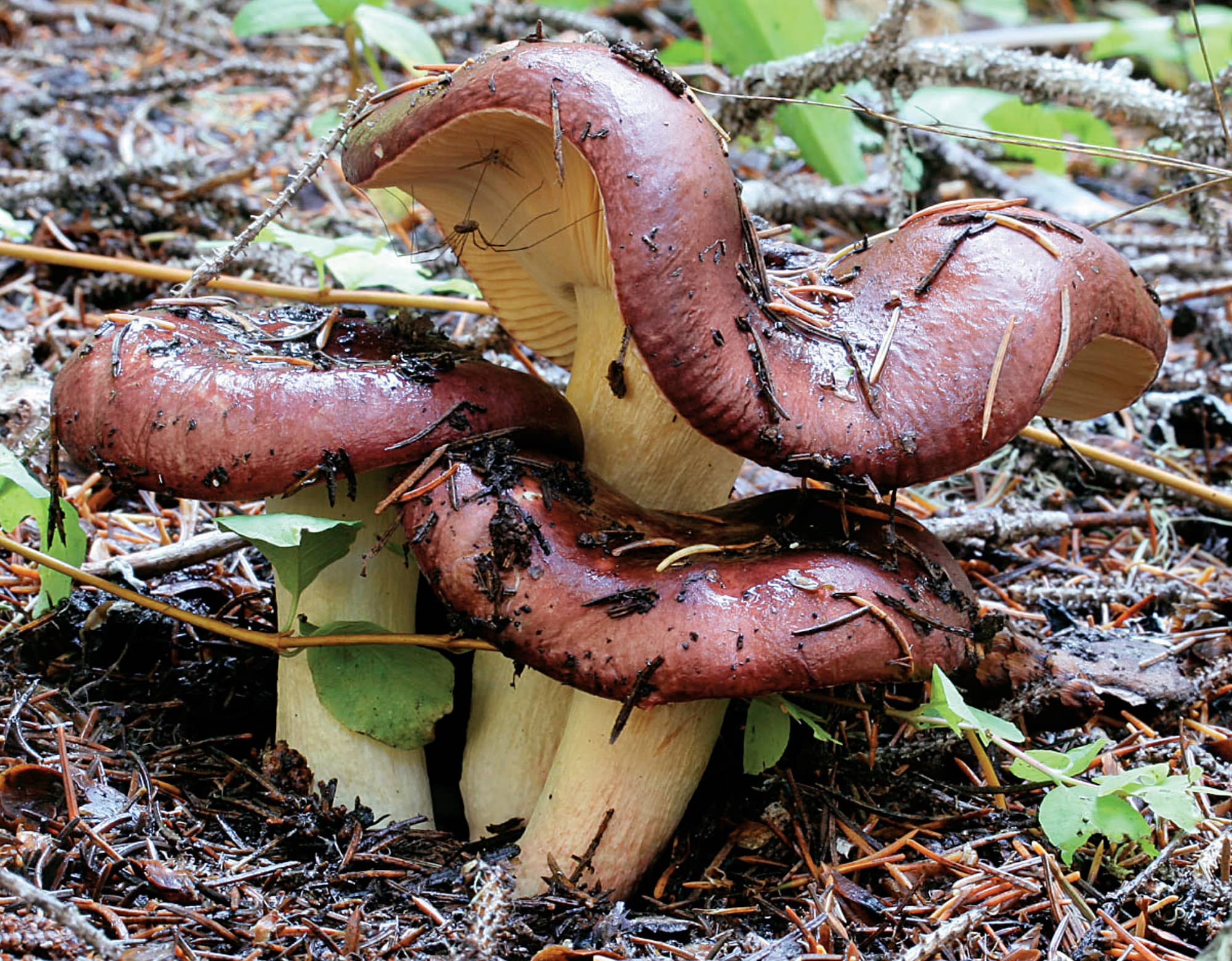 Russula xerampelina Why Should I Gather My Own Mushrooms Many people who - photo 3