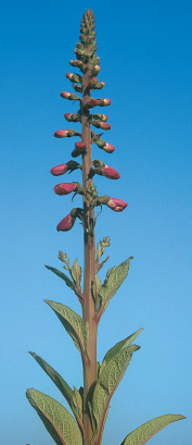 Plants like this foxglove are autotrophic they make their own food initially - photo 1