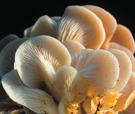 Branched Oyster Mushrooms ready for cleaning and cooking Agaricus - photo 2