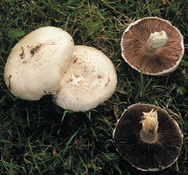 Agaricus campestris the edible and well-known Field Mushroom You dont - photo 3