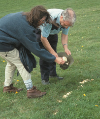 Innovative mushroom hunters using a hat to collect St Georges Mushrooms - photo 5