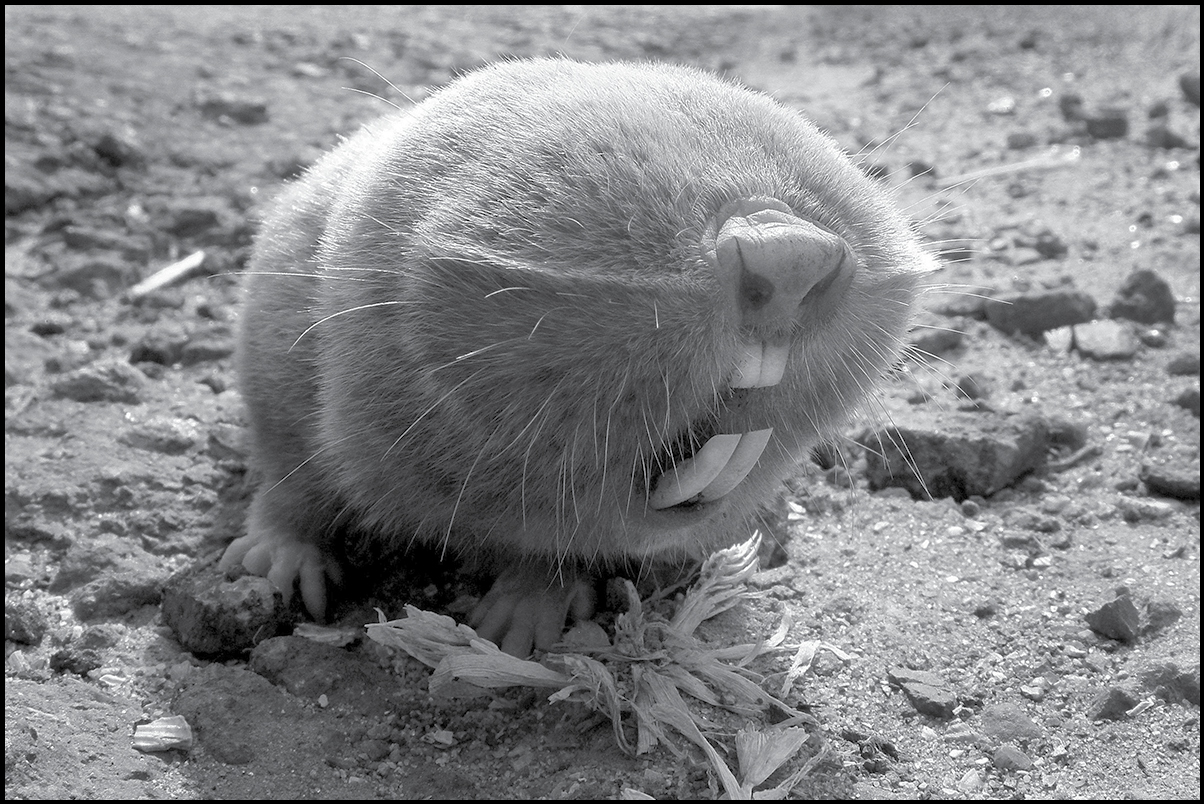 PFA Image of Lesser Mole-Rat Nannospalax leucodon by Maksim Yakovlev - photo 2