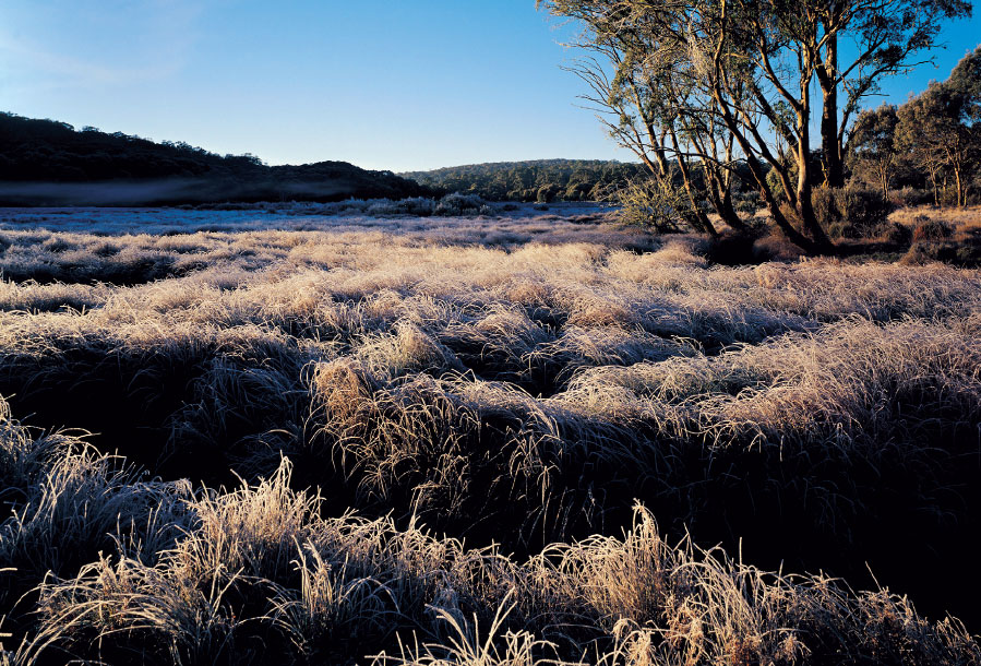 Morning frost lingers upon the low grasses native to this area PARK - photo 10