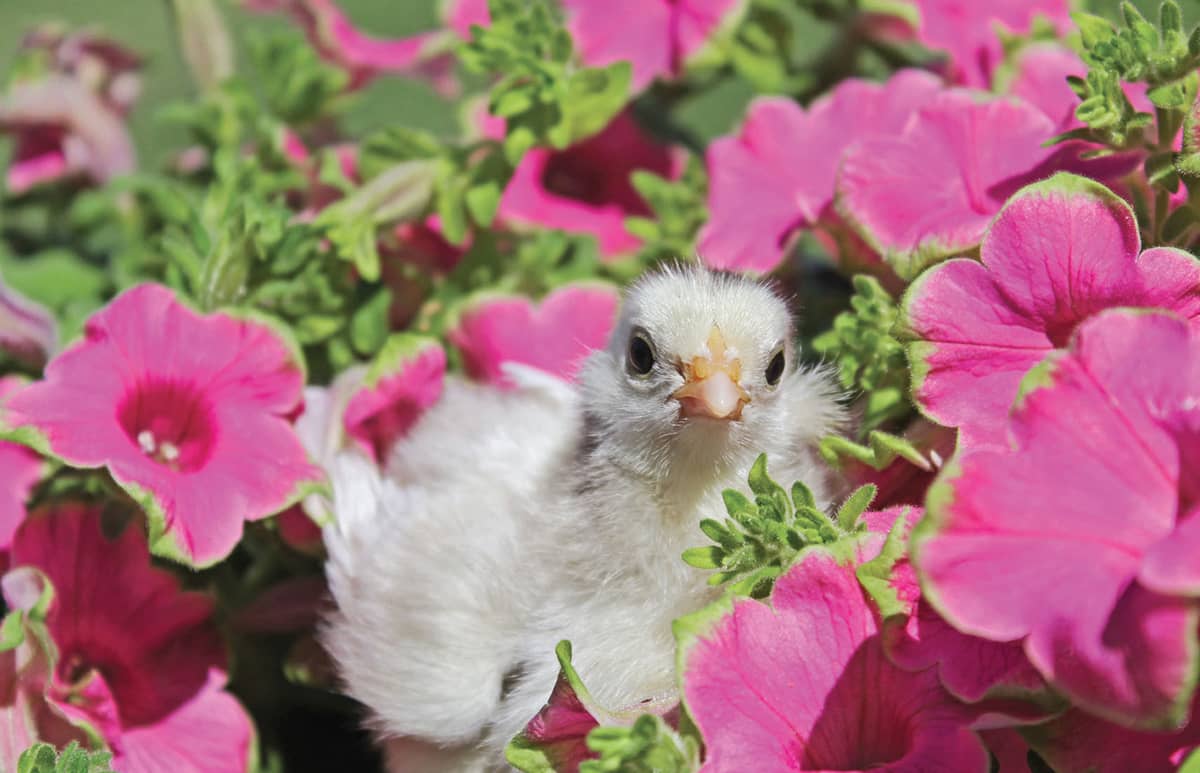 This little fluffernutter on the right grew up to be Ted E Graham my Silkie - photo 10