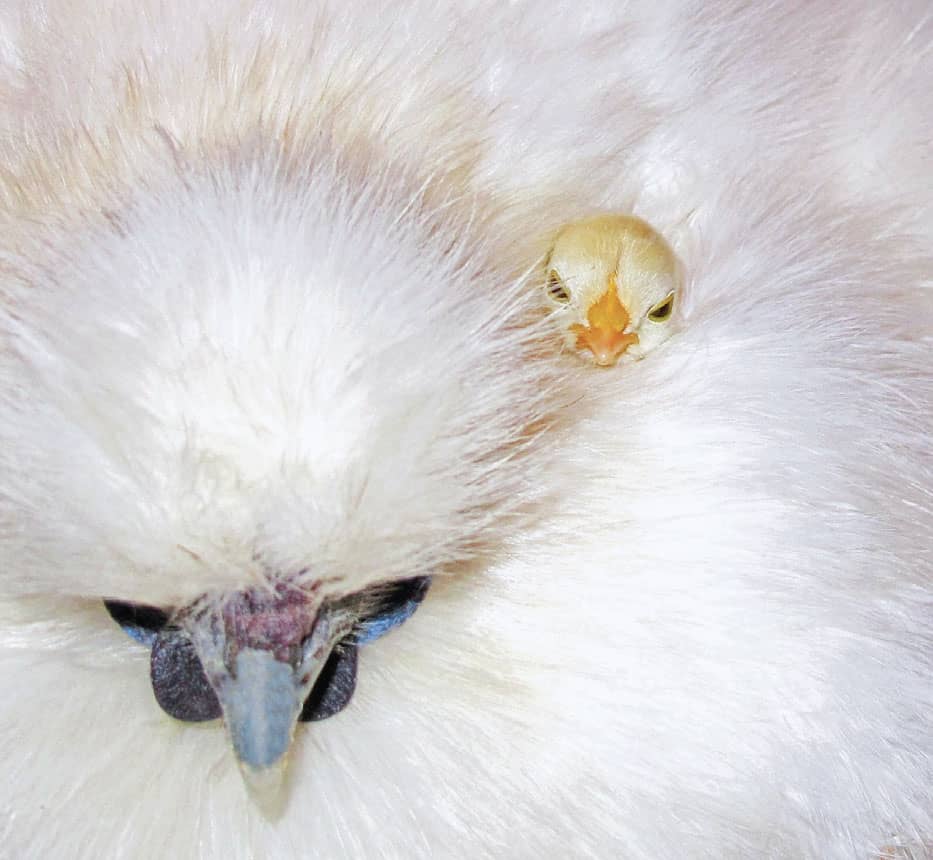 This little fluffernutter on the right grew up to be Ted E Graham my Silkie - photo 11