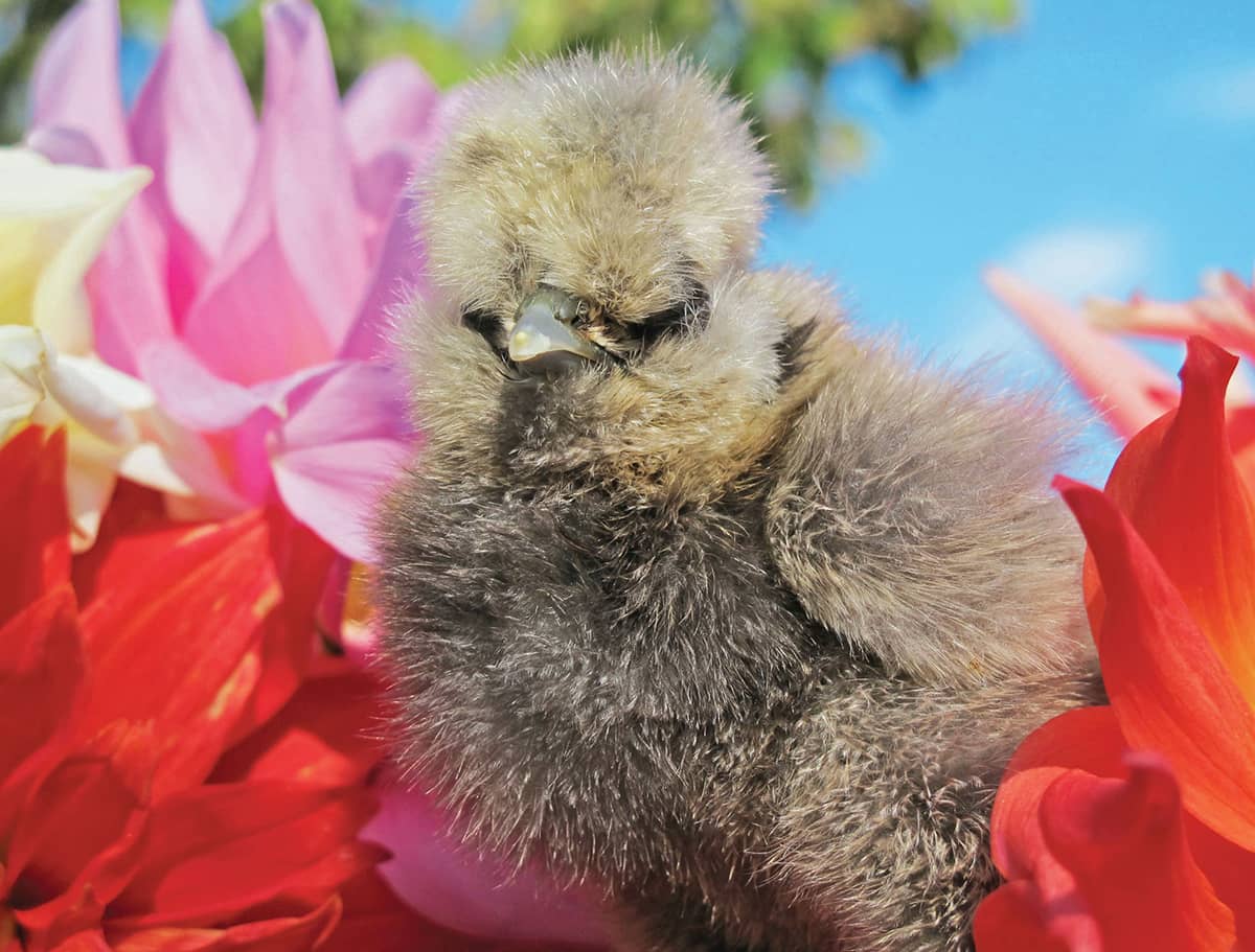 Baby chicks make fabulous models dont you think - photo 12