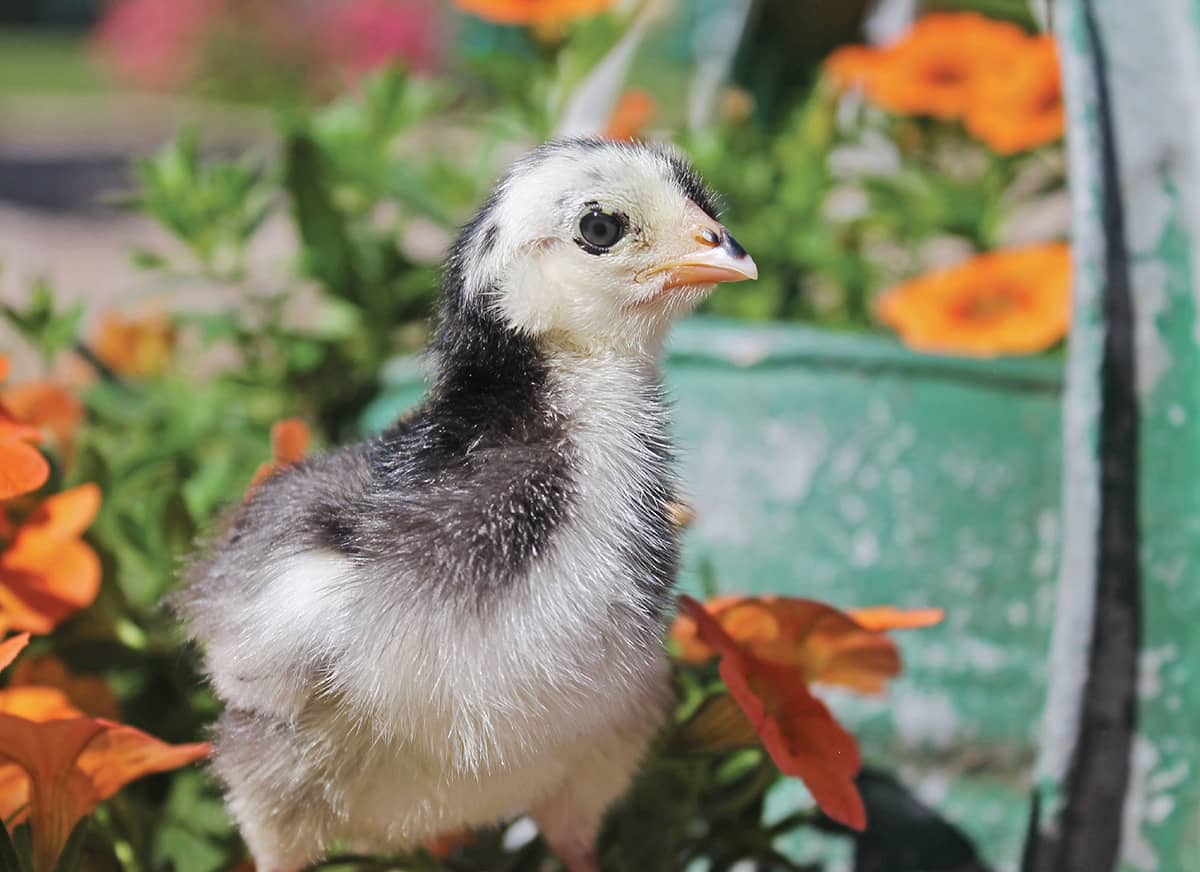 Baby chicks make fabulous models dont you think Every side is their good side - photo 13