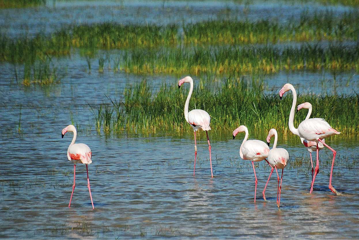 Top Attraction 5 iStock Doana National Park One of the most important natural - photo 8