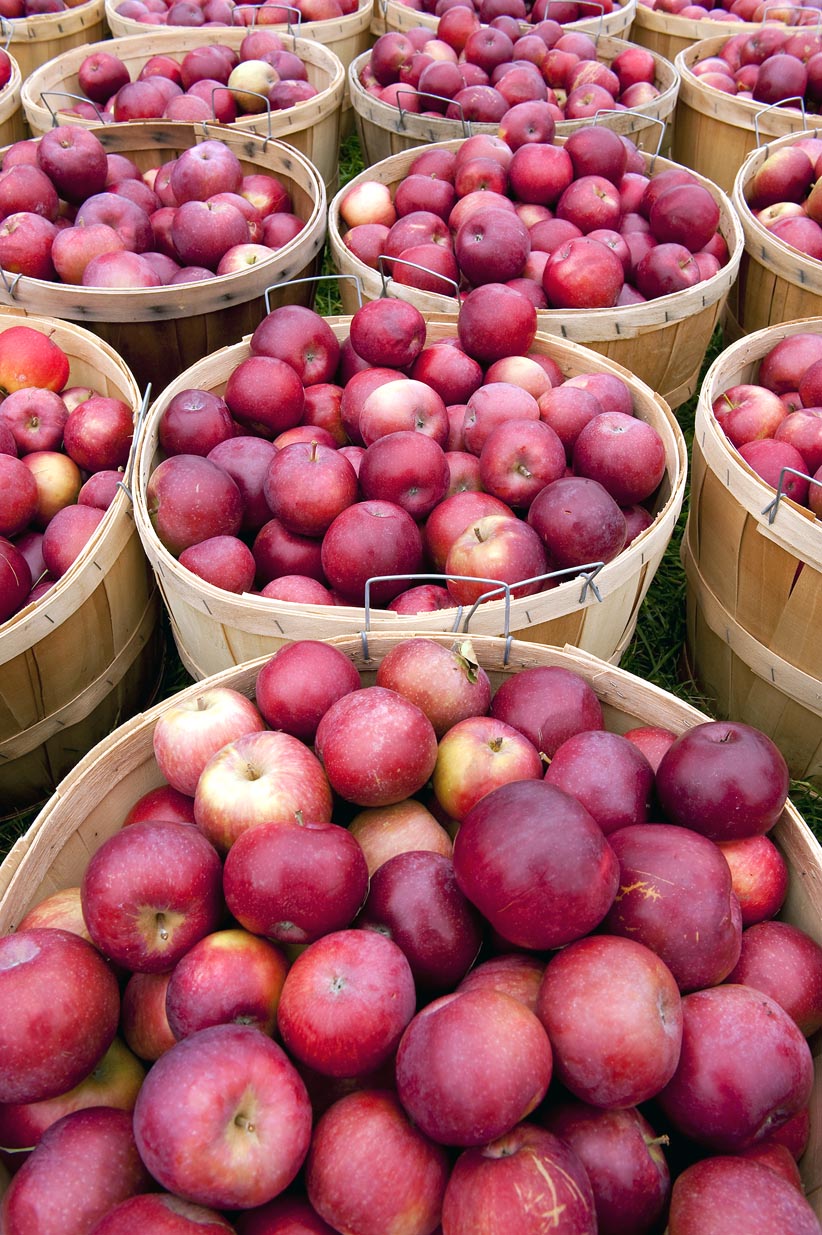 Vermont Apple baskets YELLOW DOG PRODUCTIONS GETTY IMAGES WELCOME TO NEW - photo 4