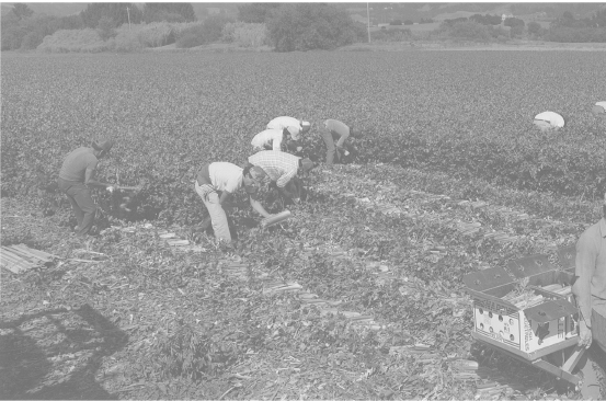 A celery crew at work Pajaro Valley 1982 Photo by Fred Chamberlain The - photo 3