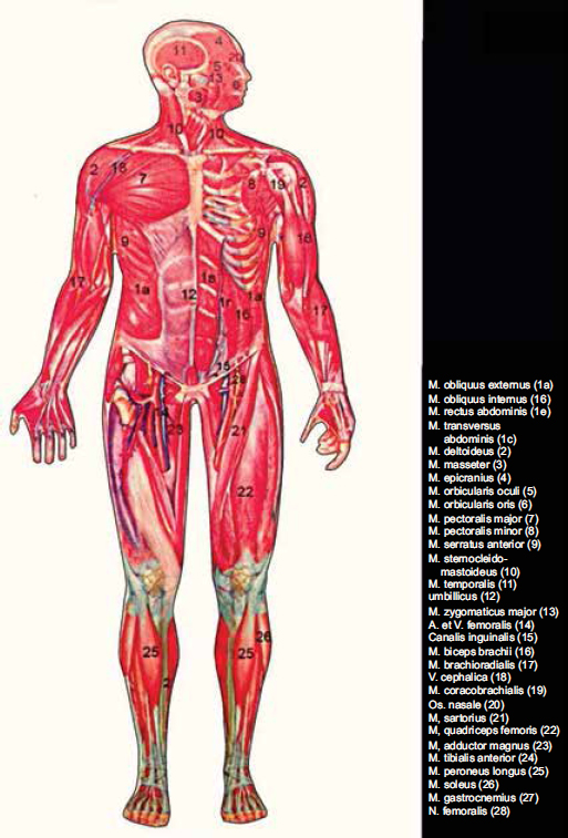 Atlas of Topographical and Pathotopographical Anatomy of the Head and Neck - photo 1