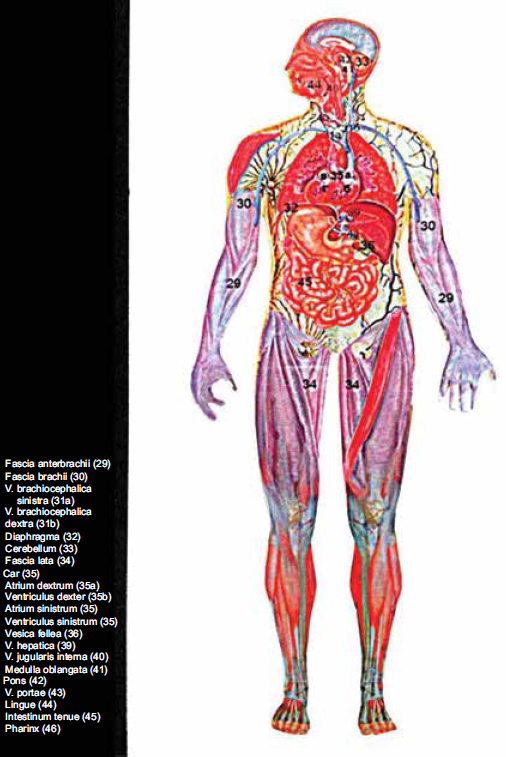 Atlas of Topographical and Pathotopographical Anatomy of the Head and Neck - photo 2