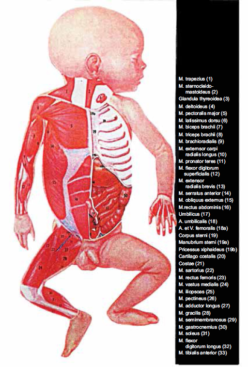 Atlas of Topographical and Pathotopographical Anatomy of the Head and Neck - photo 8