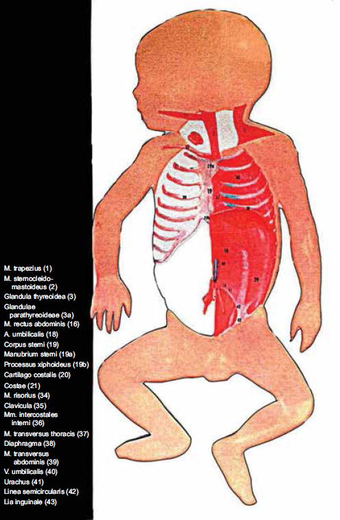 Atlas of Topographical and Pathotopographical Anatomy of the Head and Neck - photo 9