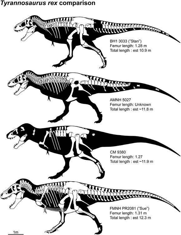 Fig 1 A panoply of Tyrannosaurus skeletons Few dinosaur fossils are truly - photo 3