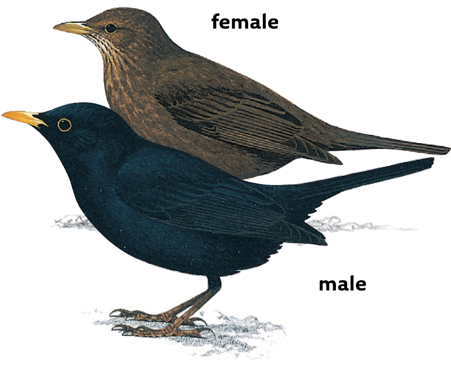 The Blackbird appears twice the male in the black section the female in the - photo 3