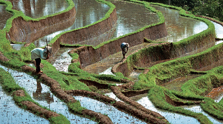 The tourist brochure version of Indonesia does still exist in the rice - photo 4