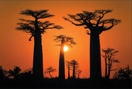 Andry Petignat - Baobabs of the World: The upside-down trees of Madagascar, Africa and Australia