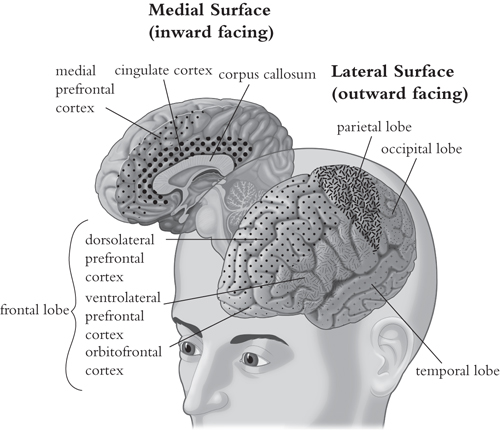 An illustration of the medial inward facing and lateral outward facing - photo 4