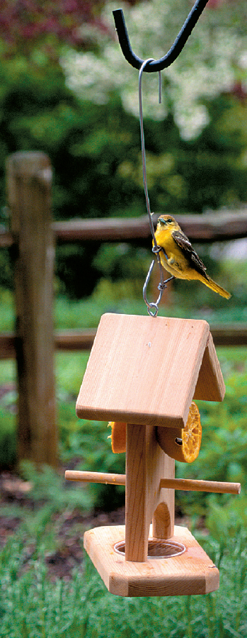 Birds Blooms Birds in Your Backyard - image 6