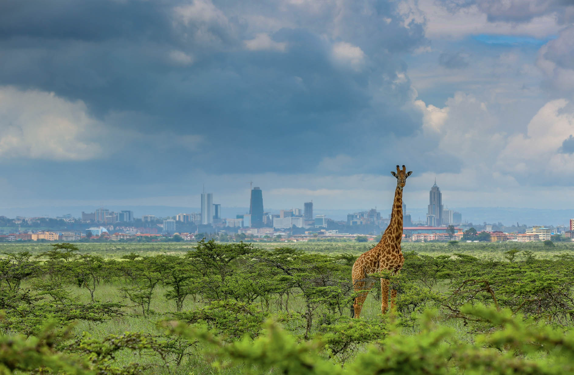 Nairobis Skyscrapers Paras Chandaria Maasai giraffe Giraffa camelopardalis - photo 2