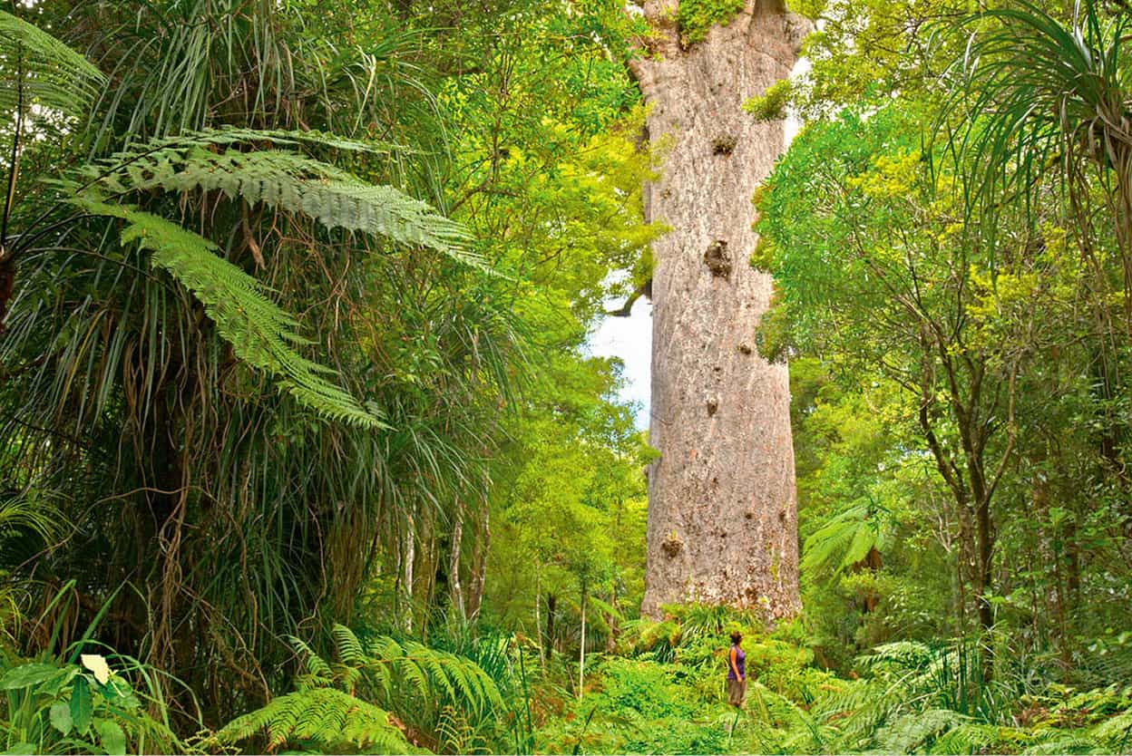 Waipoua Forest Northland Stroll through the vertiginous canopy of tangled - photo 7