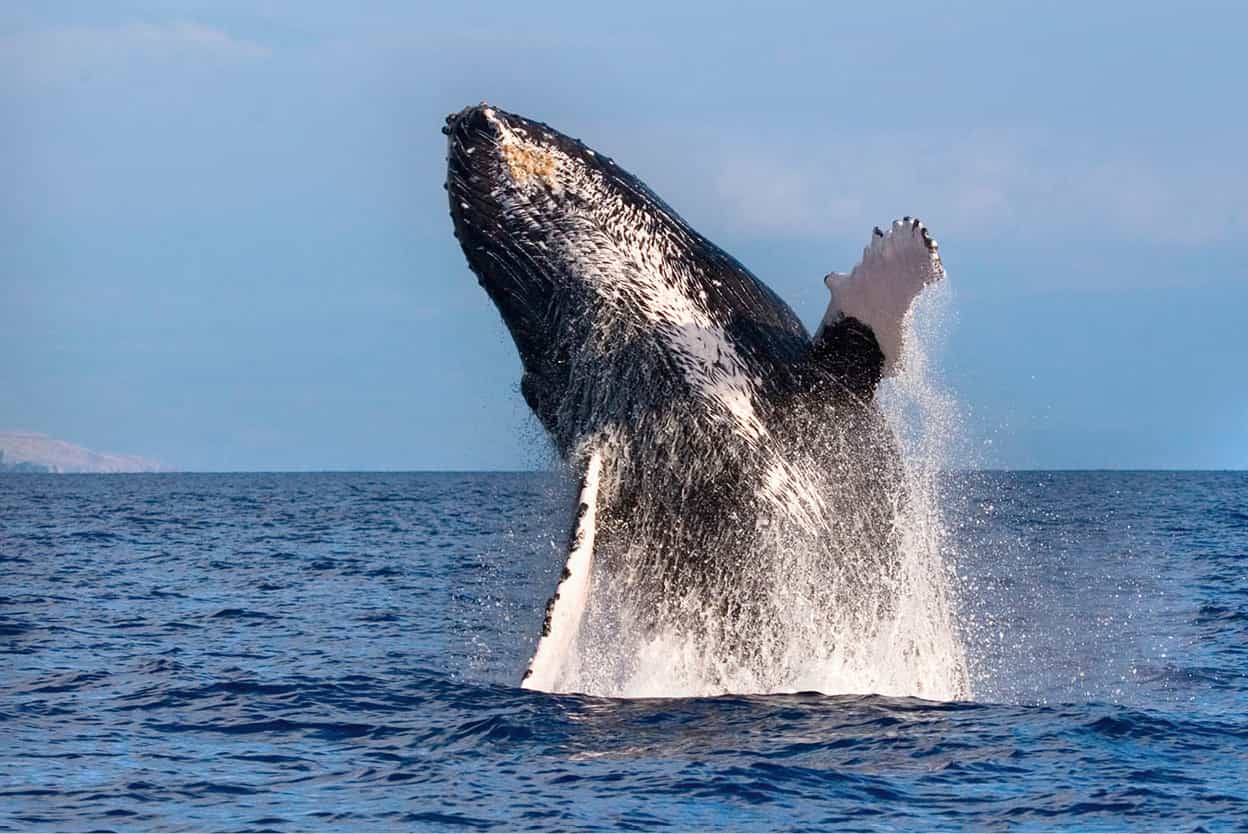 Whale-watching Kaanapali Beach is Mauis most famous white-sand stretch but - photo 11