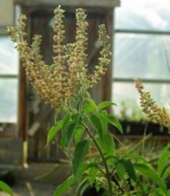 Vana Tulsi is thought to be the original bush basil and the original great - photo 4