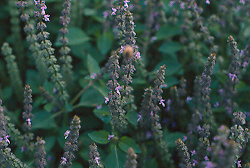 Rama Tulsi also known as Green Leaf Tulsi is a short annual heavily flowered - photo 2