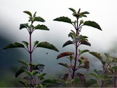 Krishna Tulsi also known as Shyam or Purple Leaf Tulsi has a distinct - photo 3