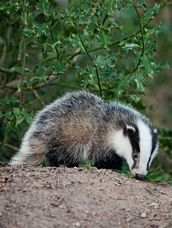 From the earliest age I have had a passionate interest in wildlife My desire - photo 3